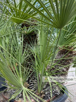 Palma Karłatka Chamaerops humilis wysokość całkowita: ok. 260cm