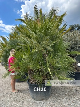 Palma Karłatka Chamaerops humilis wysokość całkowita: ok. 260cm