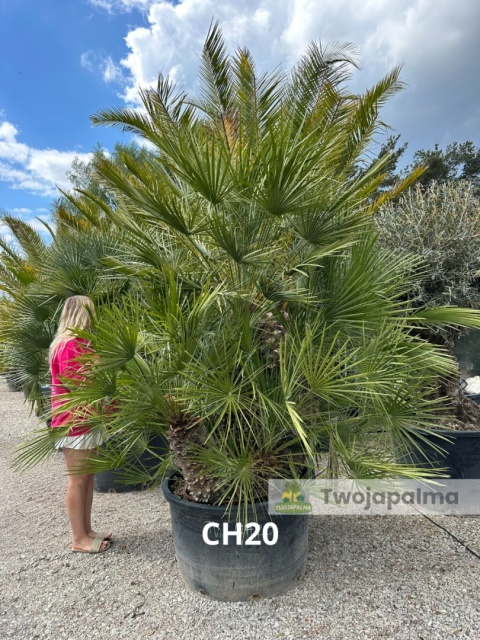 Palma Karłatka Chamaerops humilis wysokość całkowita: ok. 260cm