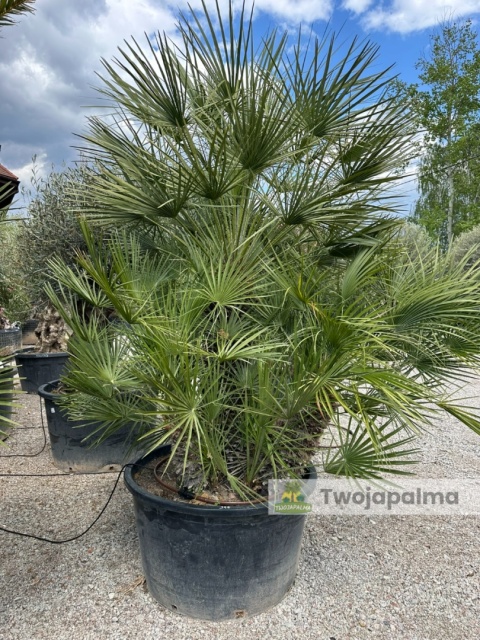 Palma Karłatka Chamaerops humilis wysokość całkowita: ok. 260cm