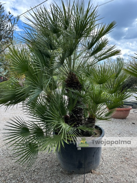 Palma Karłatka Chamaerops humilis wysokość całkowita: ok. 260cm