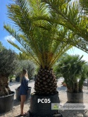 Palma Phoenix canariensis - wys. pnia: 100-110cm, wys. całkowita z donicą: ok.450cm PC05