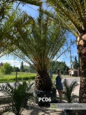Palma Phoenix canariensis - wys. pnia: 100-110cm, wys. całkowita z donicą: ok.450cm PC06