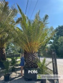 Palma Phoenix canariensis - wys. pnia: 100-110cm, wys. całkowita z donicą: ok.450cm PC06