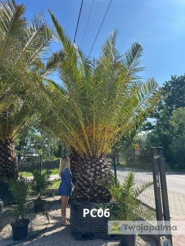 Palma Phoenix canariensis - wys. pnia: 100-110cm, wys. całkowita z donicą: ok.450cm PC06