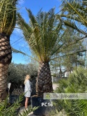 Palma Phoenix canariensis - wys. pnia 160cm, wys. całkowita z donicą: ok. 500cm PC16
