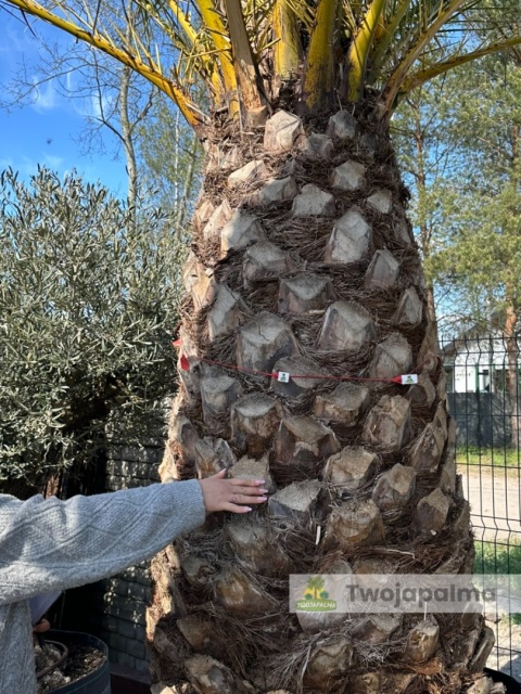 Palma Phoenix canariensis - wys. pnia 160cm, wys. całkowita z donicą: ok. 500cm PC16
