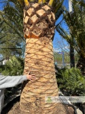 Palma Phoenix canariensis - wys. pnia 200cm, wys. całkowita z donicą: ok. 550cm PC17