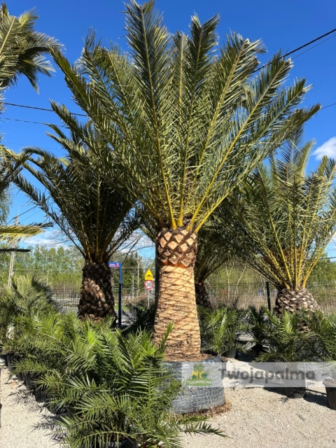 Palma Phoenix canariensis - wys. pnia 200cm, wys. całkowita z donicą: ok. 550cm PC17