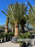 Palma Phoenix canariensis - wys. pnia 200cm, wys. całkowita z donicą: ok. 550cm PC17
