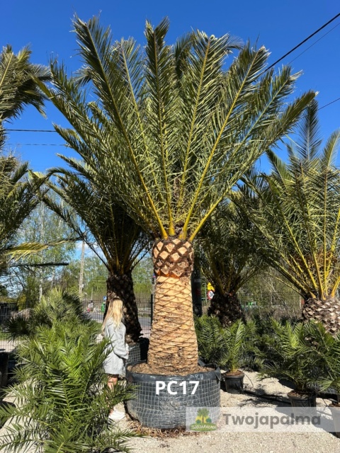 Palma Phoenix canariensis - wys. pnia 200cm, wys. całkowita z donicą: ok. 550cm PC17