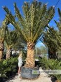 Palma Phoenix canariensis - wys. pnia 200cm, wys. całkowita z donicą: ok. 550cm PC17