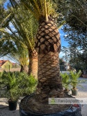 Palma Phoenix canariensis - wys. pnia 200cm, wys. całkowita z donicą: ok. 550cm PC18
