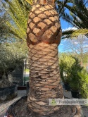 Palma Phoenix canariensis - wys. pnia 200cm, wys. całkowita z donicą: ok. 550cm PC18
