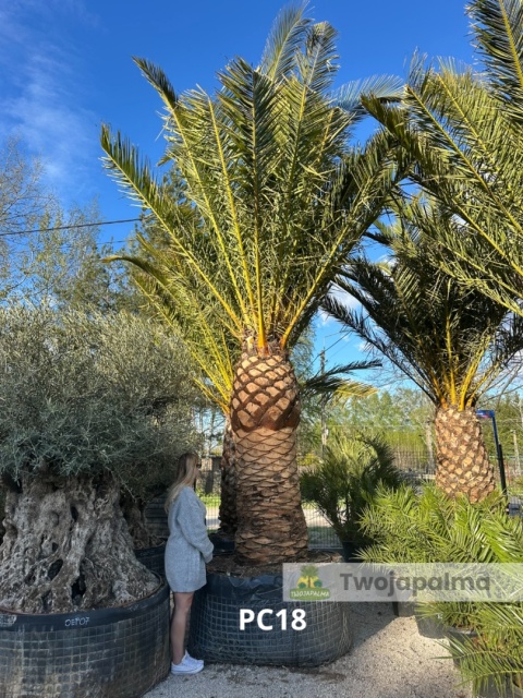 Palma Phoenix canariensis - wys. pnia 200cm, wys. całkowita z donicą: ok. 550cm PC18