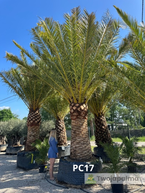 Palma Phoenix canariensis - wys. pnia 200cm, wys. całkowita z donicą: ok. 550cm PC17