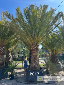 Palma Phoenix canariensis - wys. pnia 200cm, wys. całkowita z donicą: ok. 550cm PC17