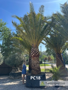 Palma Phoenix canariensis - wys. pnia 200cm, wys. całkowita z donicą: ok. 550cm PC18