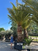Palma Phoenix canariensis - wys. pnia 200cm, wys. całkowita z donicą: ok. 550cm PC18