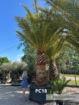 Palma Phoenix canariensis - wys. pnia 200cm, wys. całkowita z donicą: ok. 550cm PC18