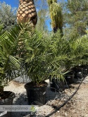 Palma Phoenix canariensis wysokość całkowita: ok.130cm