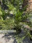 Palma Phoenix canariensis wysokość całkowita: ok.130cm