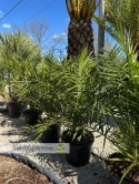 Palma Phoenix canariensis wysokość całkowita: ok.130cm