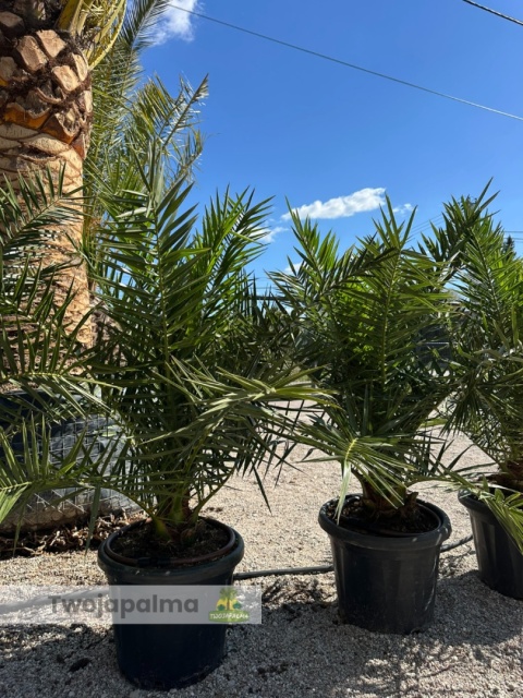 Palma Phoenix canariensis wysokość całkowita: ok.130cm