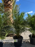 Palma Phoenix canariensis wysokość całkowita: ok.130cm