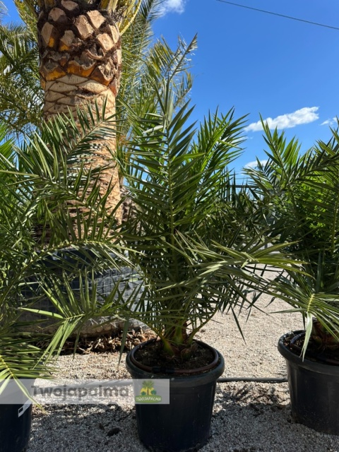 Palma Phoenix canariensis wysokość całkowita: ok.130cm