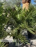 Palma Phoenix canariensis wysokość całkowita: ok.130cm
