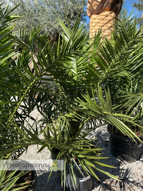 Palma Phoenix canariensis wysokość całkowita: ok.130cm