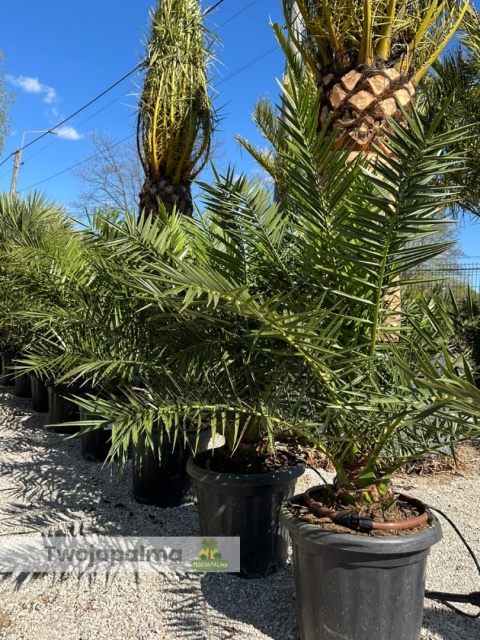 Palma Phoenix canariensis wysokość całkowita: ok.130cm
