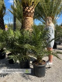 Palma Phoenix canariensis wysokość całkowita: ok.130cm
