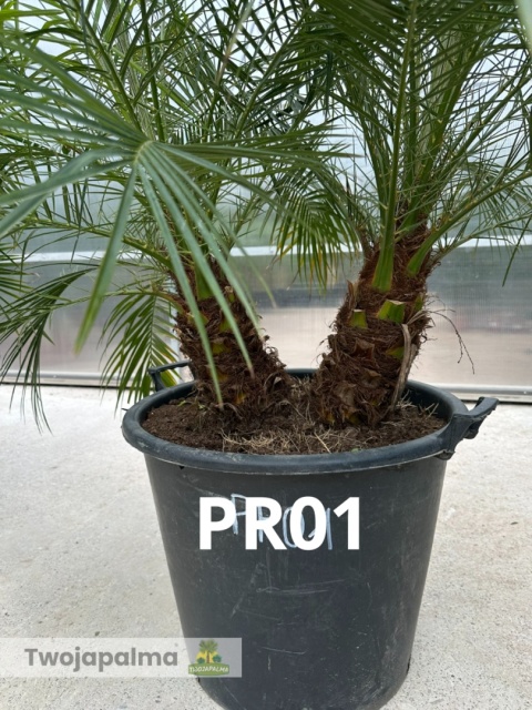 Palma Phoenix roebelenii - Daktylowiec niski - 2 pnie wys. całkowita z donicą: ok. 160cm
