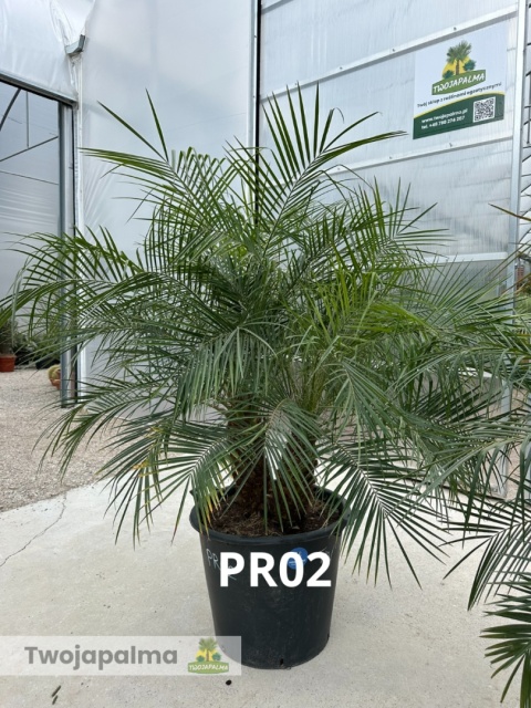 Palma Phoenix roebelenii - Daktylowiec niski - 2 pnie wys. całkowita z donicą: ok. 160cm
