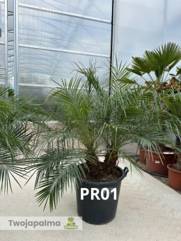 Palma Phoenix roebelenii - Daktylowiec niski - 2 pnie wys. całkowita z donicą: ok. 160cm