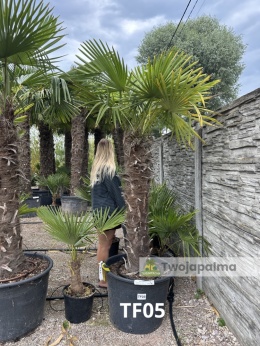 Palma Trachycarpus Fortunei - Szorstkowiec Fortunego pień: 120cm, wys. całkowita z donicą: 240cm