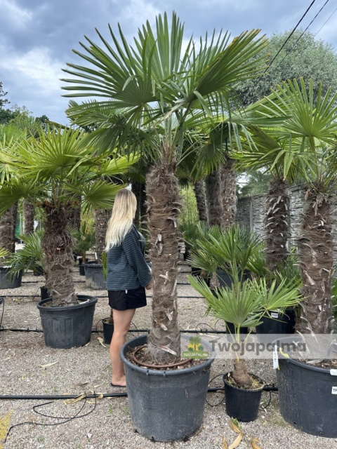 Palma Trachycarpus Fortunei - Szorstkowiec Fortunego pień: 130cm, wys. całkowita z donicą: 260cm