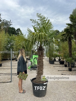 Palma Trachycarpus Fortunei - Szorstkowiec Fortunego pień: 120cm, wys. całkowita z donicą: 260cm