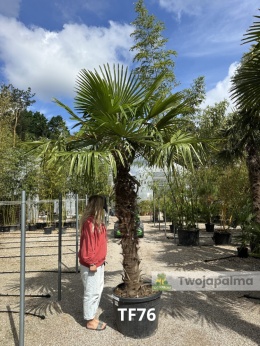 Palma Trachycarpus Fortunei - Szorstkowiec Fortunego pień: 170cm