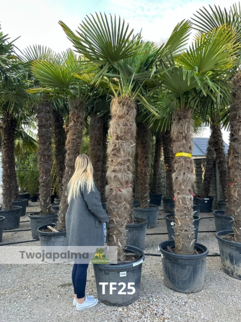 Palma Trachycarpus Fortunei - Szorstkowiec Fortunego pień: 180cm