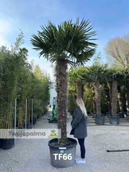 Palma Trachycarpus Fortunei - Szorstkowiec Fortunego pień: 230cm