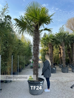 Palma Trachycarpus Fortunei - Szorstkowiec Fortunego pień: 250cm