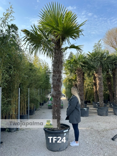 Palma Trachycarpus Fortunei - Szorstkowiec Fortunego pień: 250cm