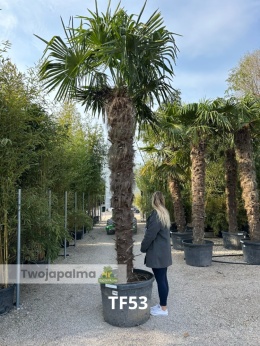 Palma Trachycarpus Fortunei - Szorstkowiec Fortunego pień: 260cm