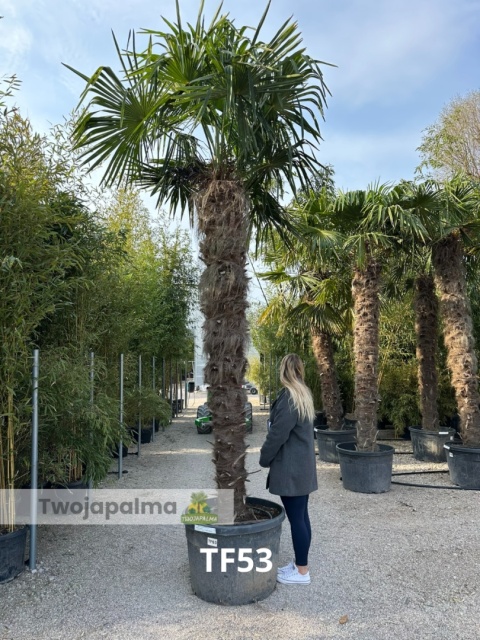 Palma Trachycarpus Fortunei - Szorstkowiec Fortunego pień: 260cm
