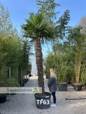 Palma Trachycarpus Fortunei - Szorstkowiec Fortunego pień: 270cm