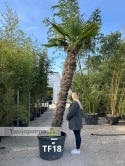Palma Trachycarpus Fortunei - Szorstkowiec Fortunego pień: 270cm