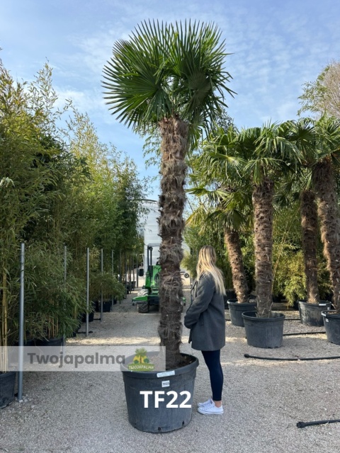 Palma Trachycarpus Fortunei - Szorstkowiec Fortunego pień: 270cm